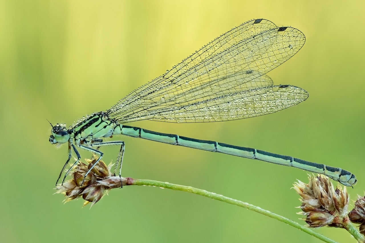 Nazwa:  Łątka dzieweczka (Coenagrion puella) (6).jpg
Wyświetleń: 200
Rozmiar:  399,2 KB