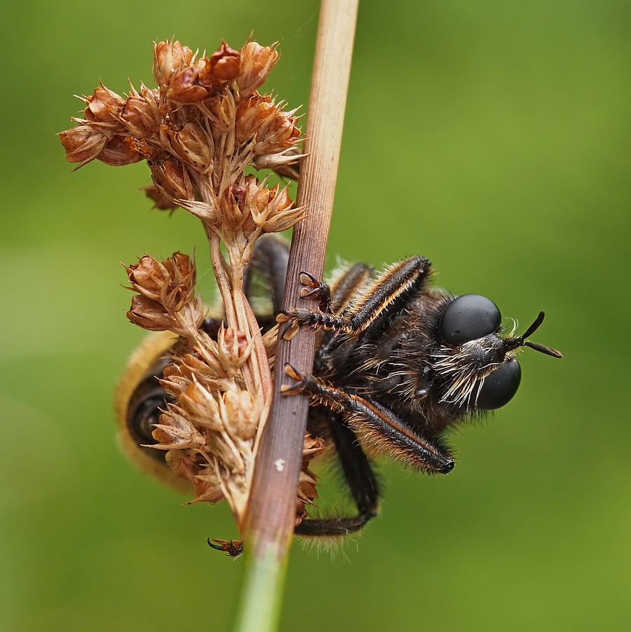 Nazwa:  wierzcholowka28522lf1.jpg
Wyświetleń: 124
Rozmiar:  166,6 KB