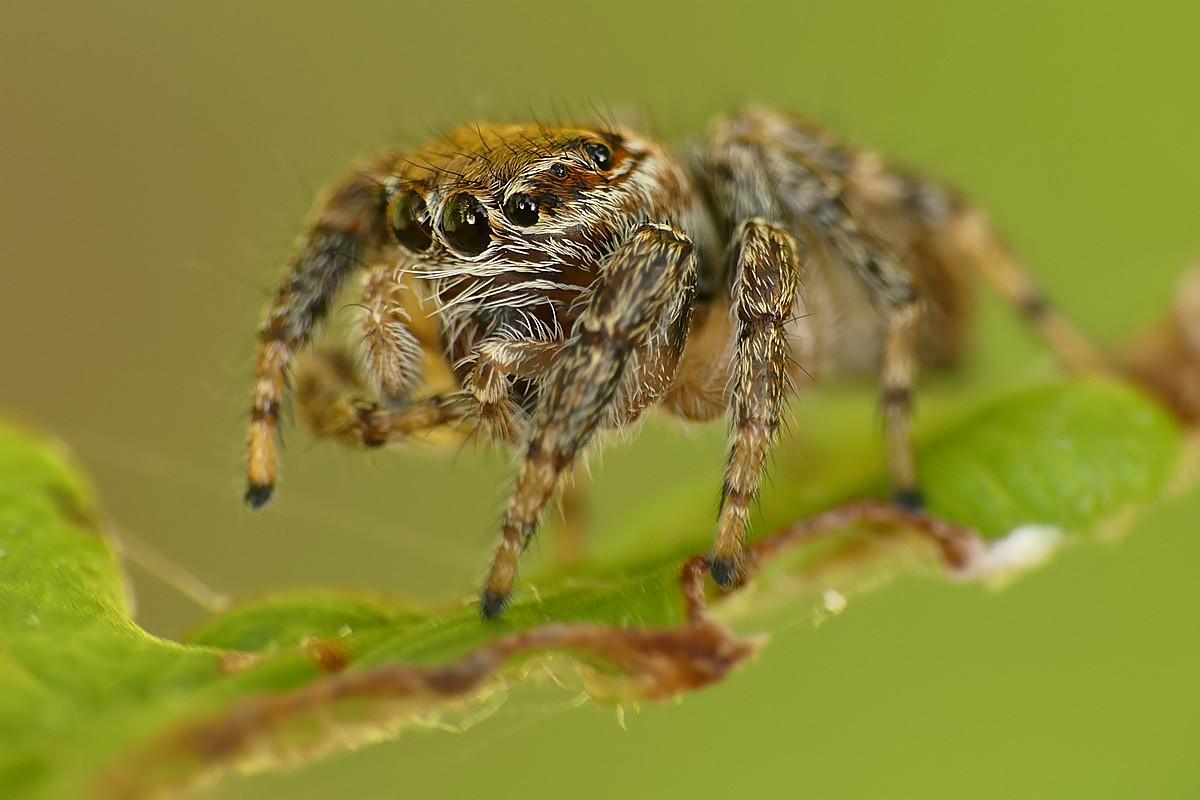 Nazwa:  skakun53141cf.jpg
Wyświetleń: 181
Rozmiar:  136,2 KB