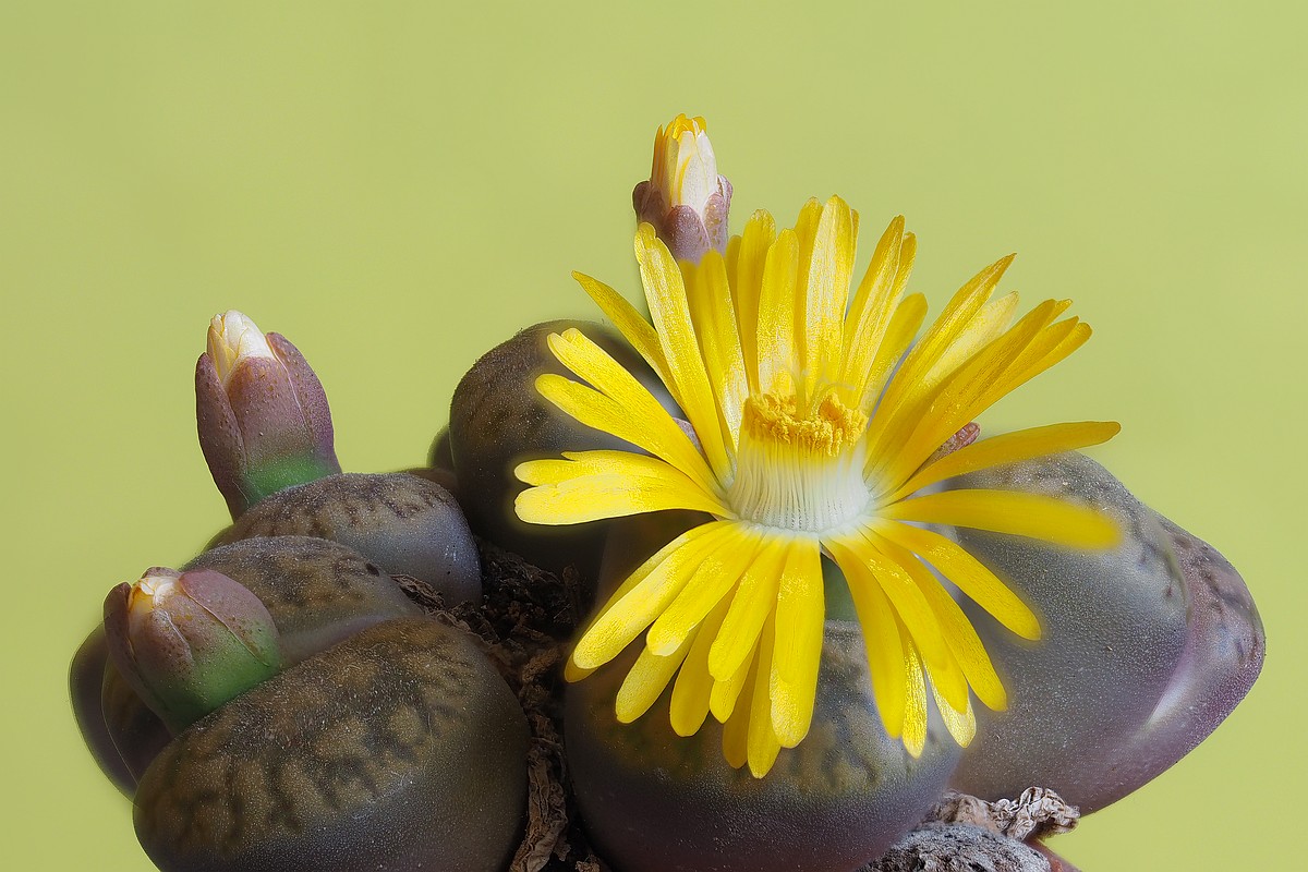 Nazwa:  Lithops stack OL06597-619.jpg
Wyświetleń: 142
Rozmiar:  204,6 KB