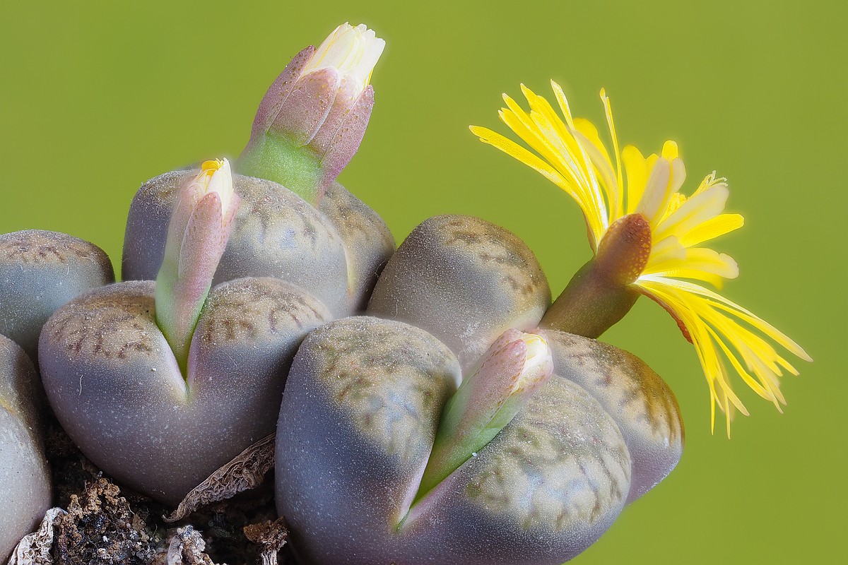 Nazwa:  Lithops stack OL06775-96.jpg
Wyświetleń: 134
Rozmiar:  260,6 KB