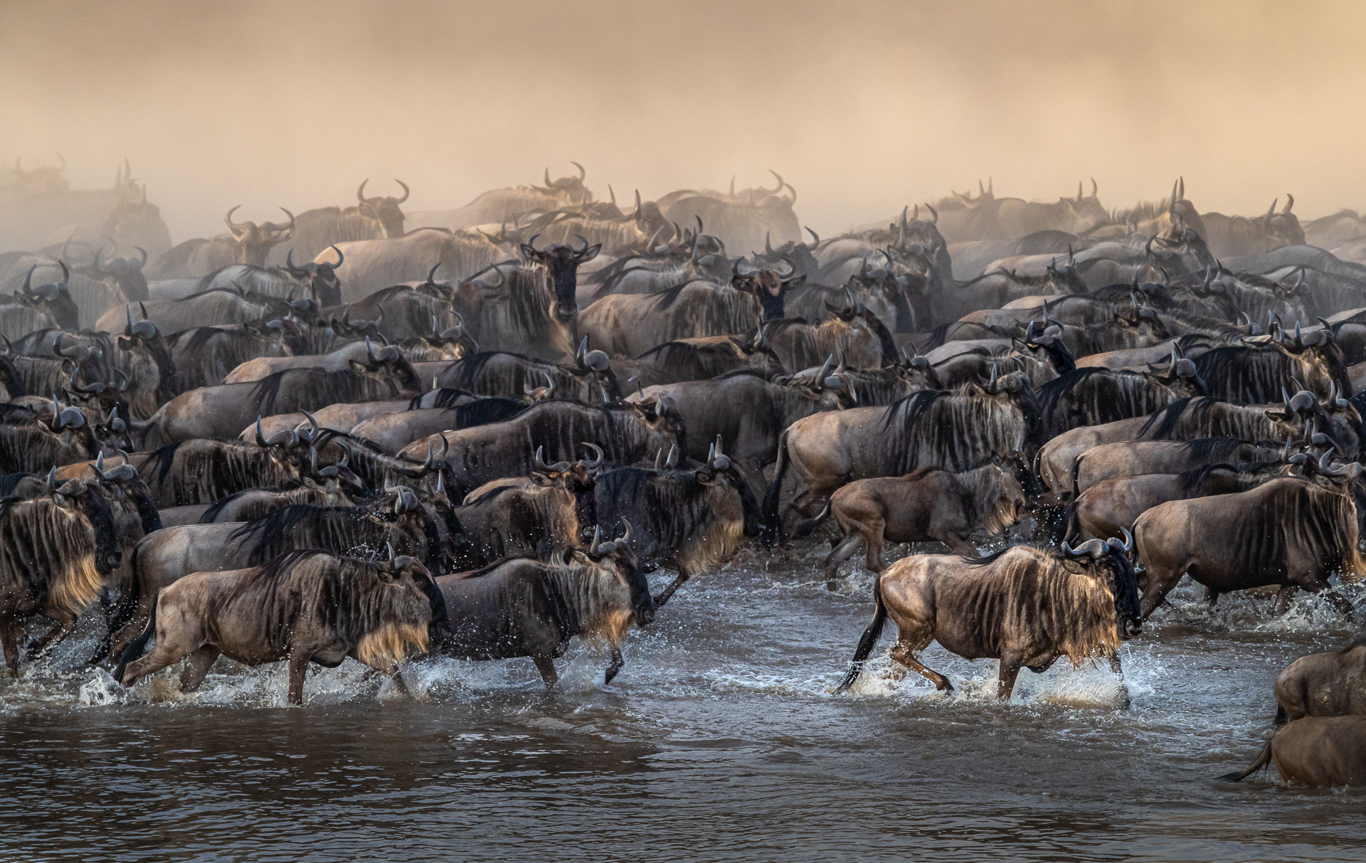 Nazwa:  20190816_Wildebeests crossing Mara River_001.jpg
Wyświetleń: 519
Rozmiar:  1.017,9 KB