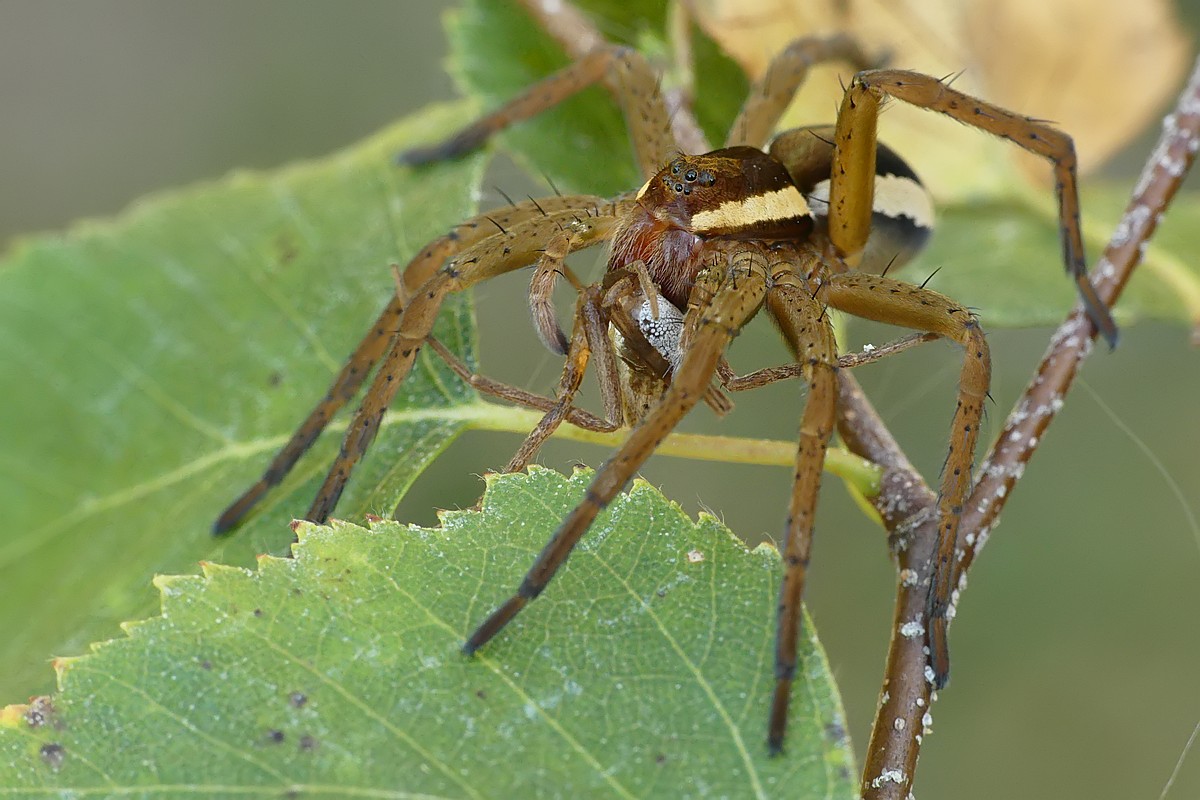 Nazwa:  bagnik48675cf.jpg
Wyświetleń: 182
Rozmiar:  187,5 KB