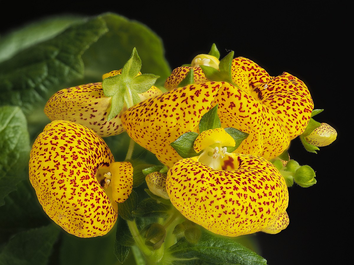 Nazwa:  calceolaria-stack00320-37d.jpg
Wyświetleń: 107
Rozmiar:  350,7 KB