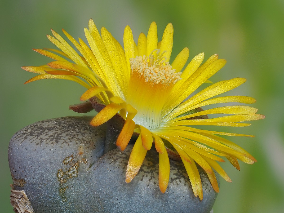 Nazwa:  lithops22062-80e.jpg
Wyświetleń: 233
Rozmiar:  279,9 KB