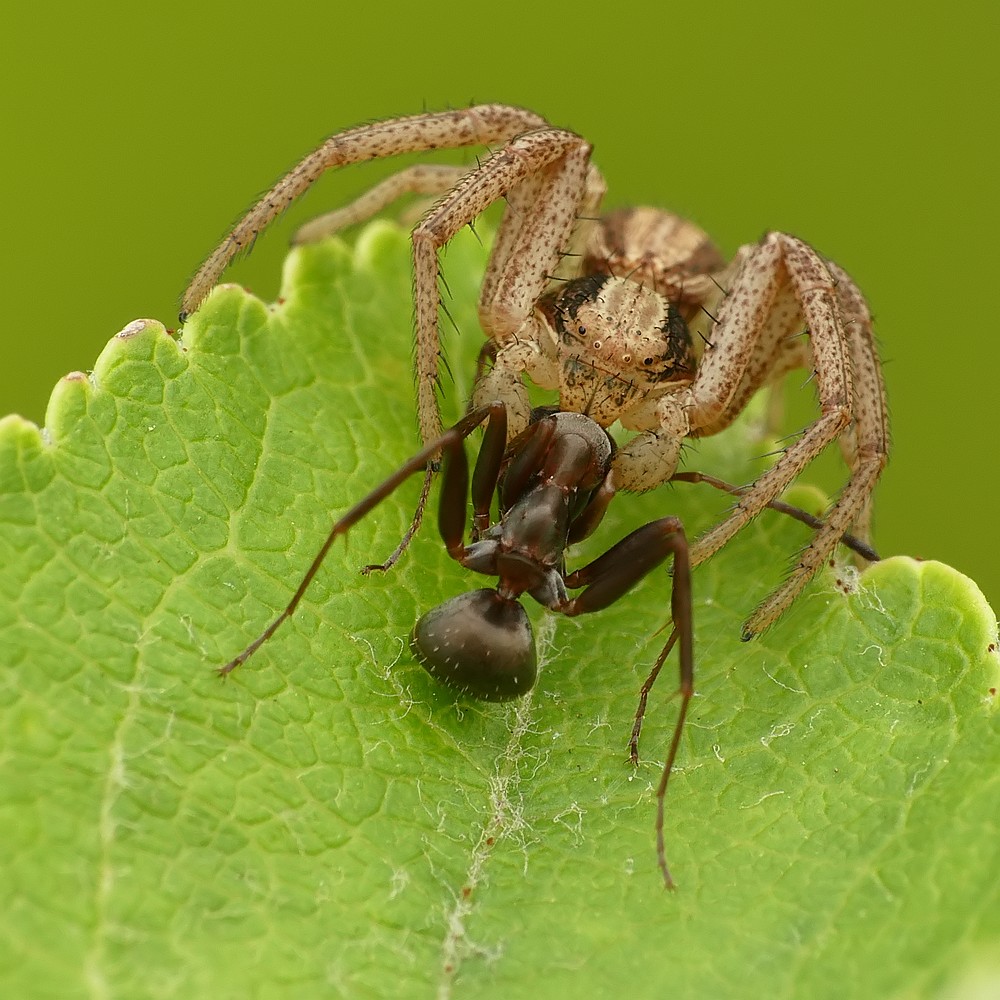 Nazwa:  bokochod40873cf.jpg
Wyświetleń: 133
Rozmiar:  218,7 KB