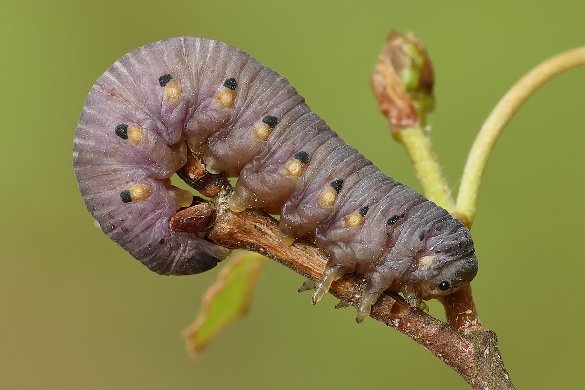 Nazwa:  larwa rosliniarki114706cf.jpg
Wyświetleń: 190
Rozmiar:  191,0 KB