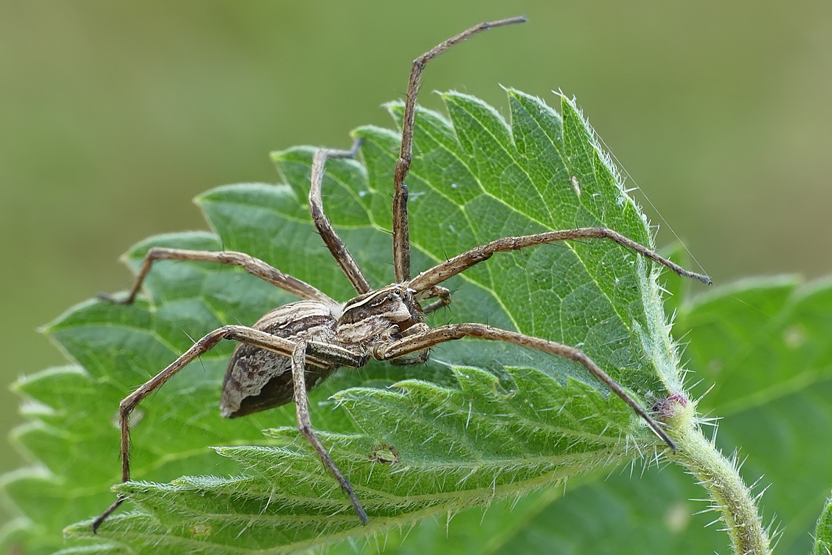 Nazwa:  darownik105668cf.jpg
Wyświetleń: 149
Rozmiar:  224,3 KB