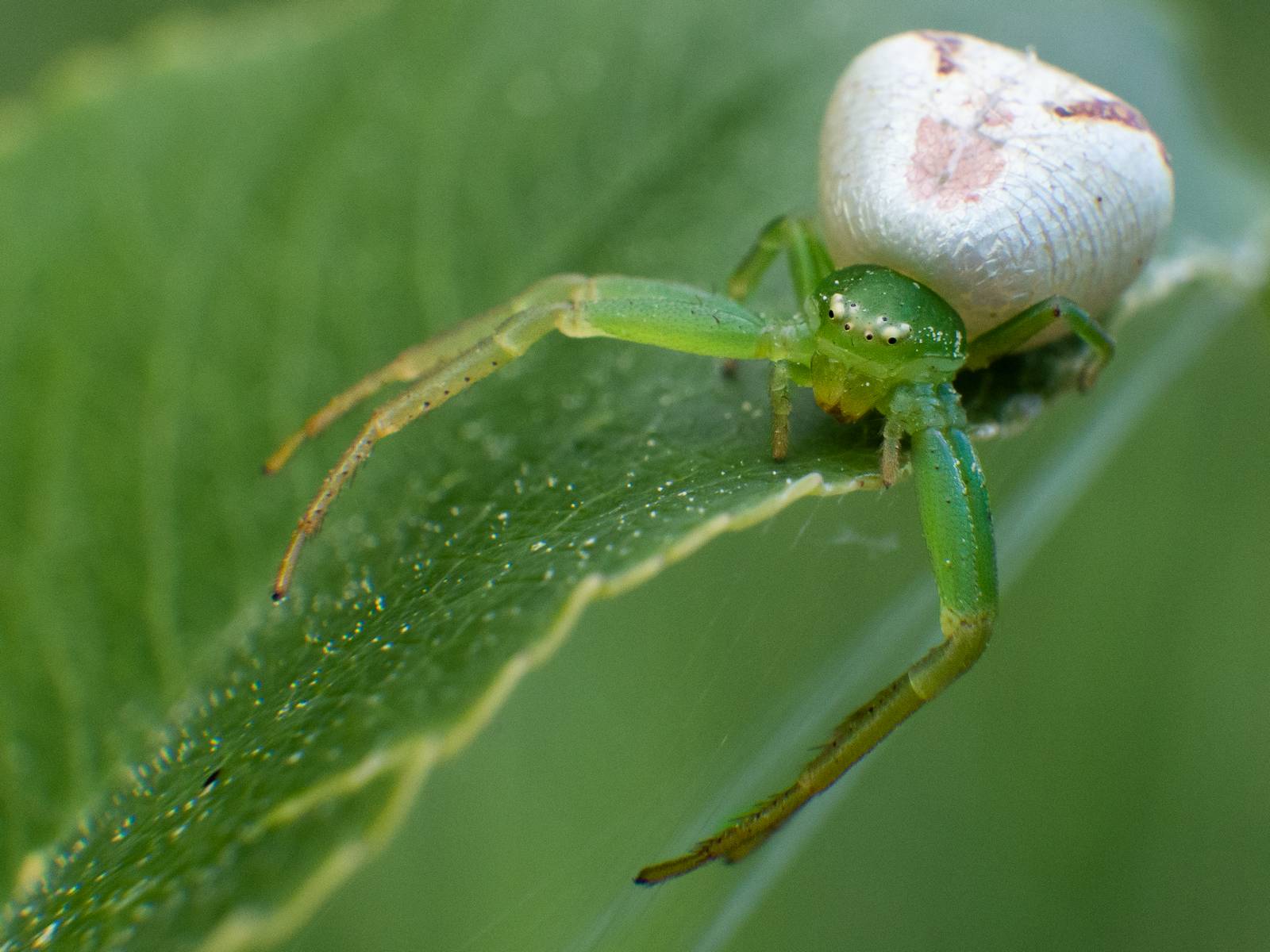 Nazwa:  1macro02s.jpg
Wyświetleń: 3694
Rozmiar:  164,1 KB