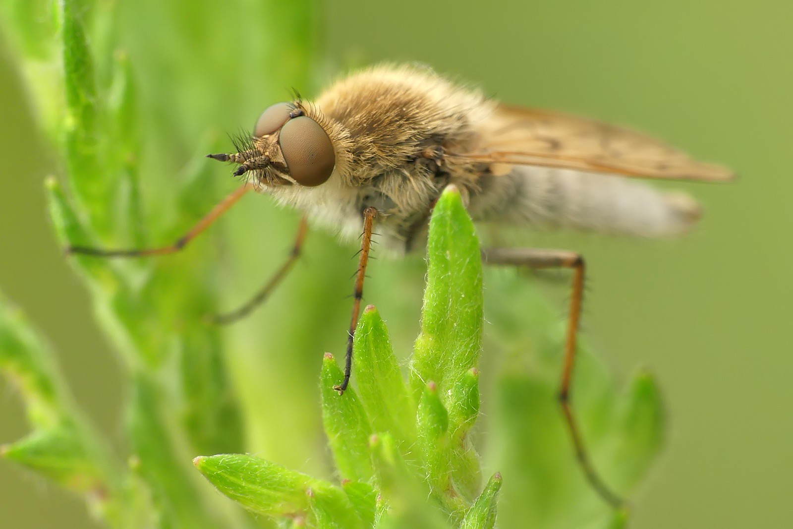 Kliknij obrazek, aby uzyskać większą wersję

Nazwa:	Macro_16__W11.jpg
Wyświetleń:	492
Rozmiar:	200,3 KB
ID:	226603