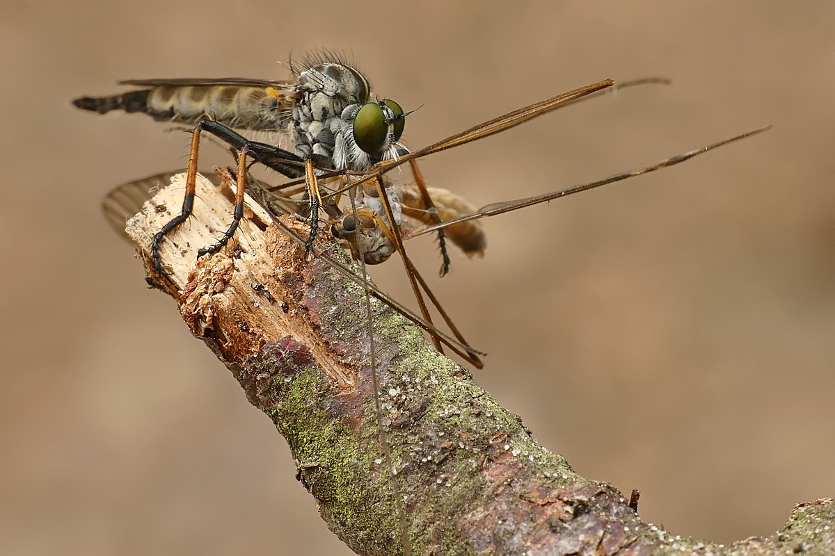 Nazwa:  lowik33649cf.jpg
Wyświetleń: 159
Rozmiar:  210,0 KB