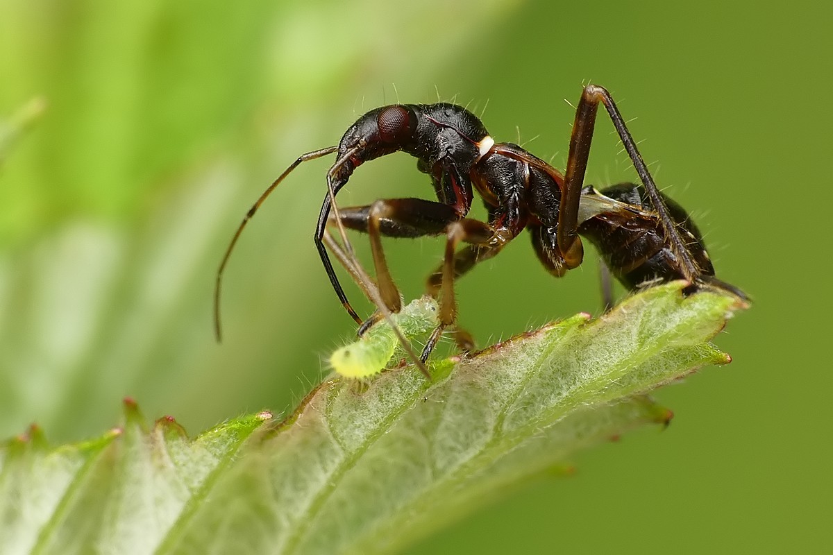 Nazwa:  pluskwiak52121cf.jpg
Wyświetleń: 204
Rozmiar:  154,3 KB