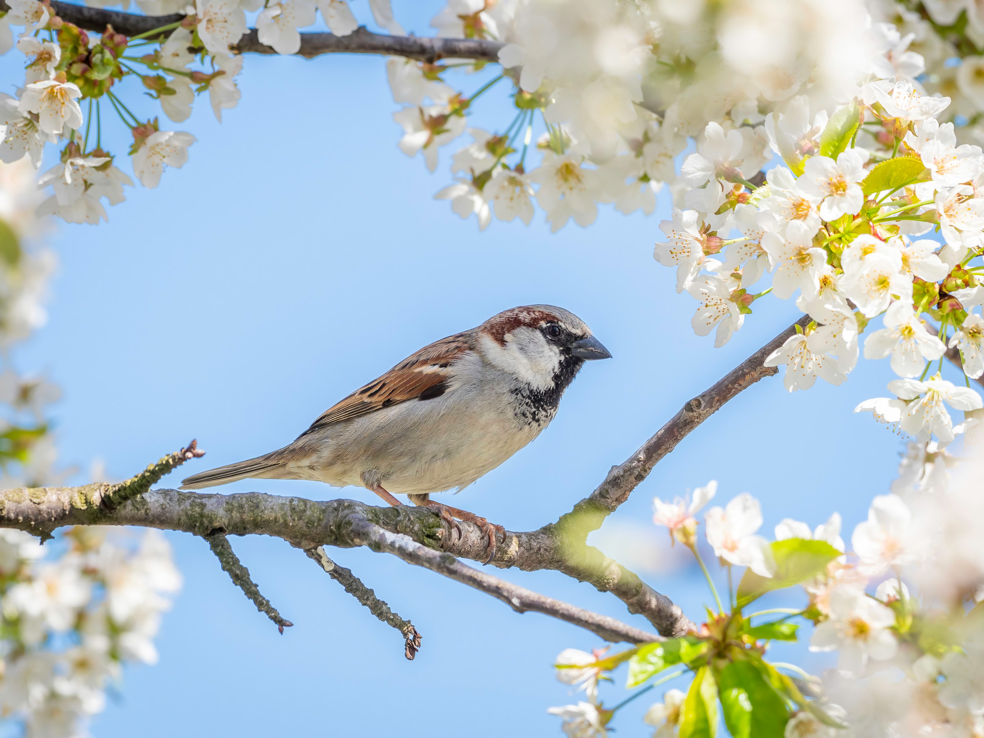 Nazwa:  20180420_Wiosna_001.jpg
Wyświetleń: 167
Rozmiar:  600,3 KB