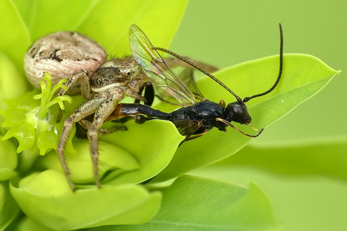 Nazwa:  bokochod85449cf.jpg
Wyświetleń: 105
Rozmiar:  169,4 KB