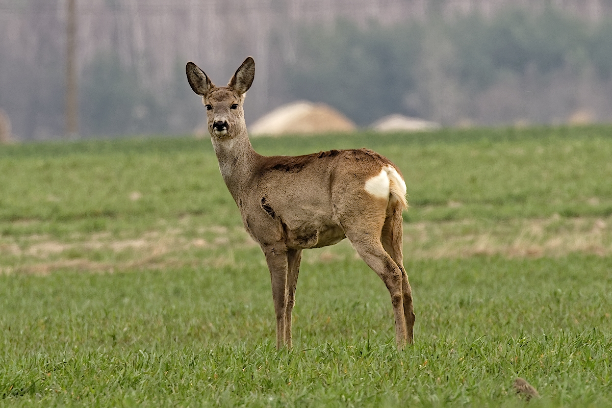 Nazwa:  sarna.jpg
Wyświetleń: 212
Rozmiar:  724,0 KB