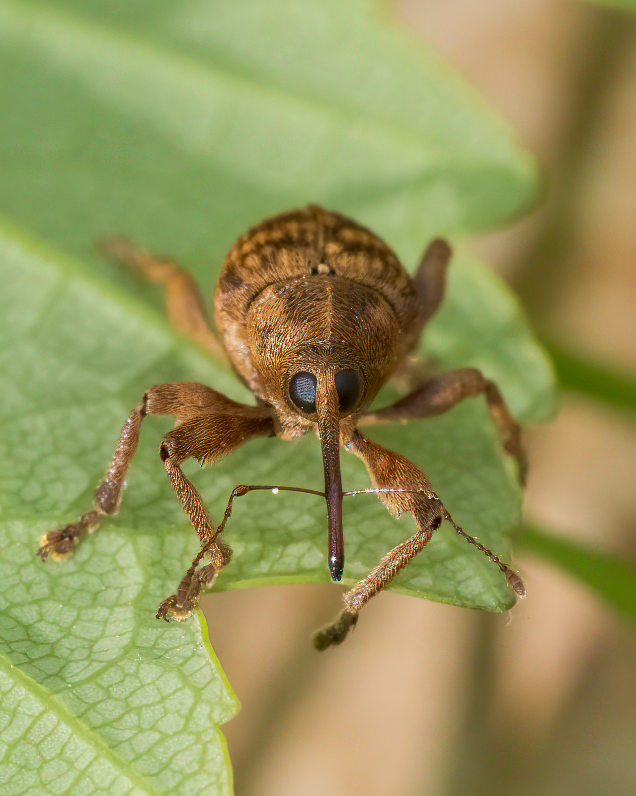 Nazwa:  Curculio nucum - Słonik orzechowiec - 20240412_141603-Edit-Edit_1600.jpg
Wyświetleń: 13
Rozmiar:  1,39 MB