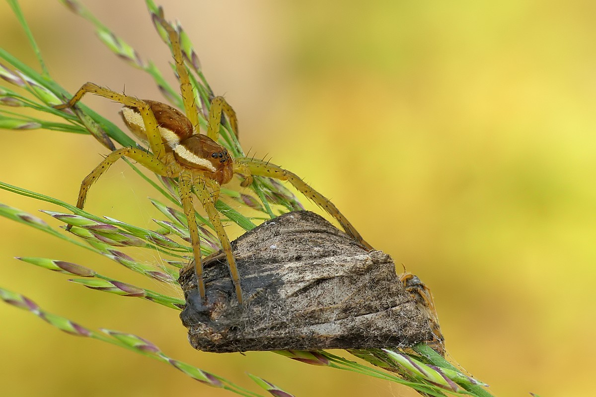 Nazwa:  bagnik128428cf.jpg
Wyświetleń: 200
Rozmiar:  186,4 KB