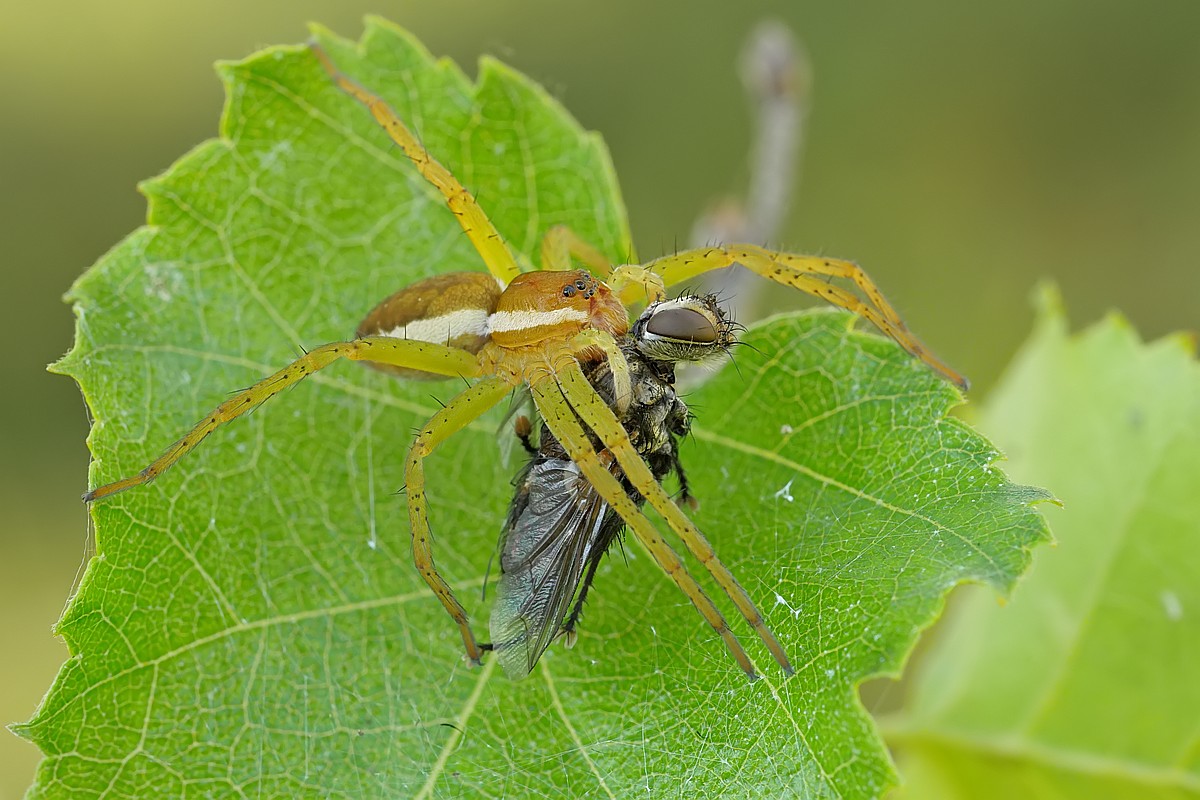 Nazwa:  bagnik21298gf.jpg
Wyświetleń: 112
Rozmiar:  204,2 KB