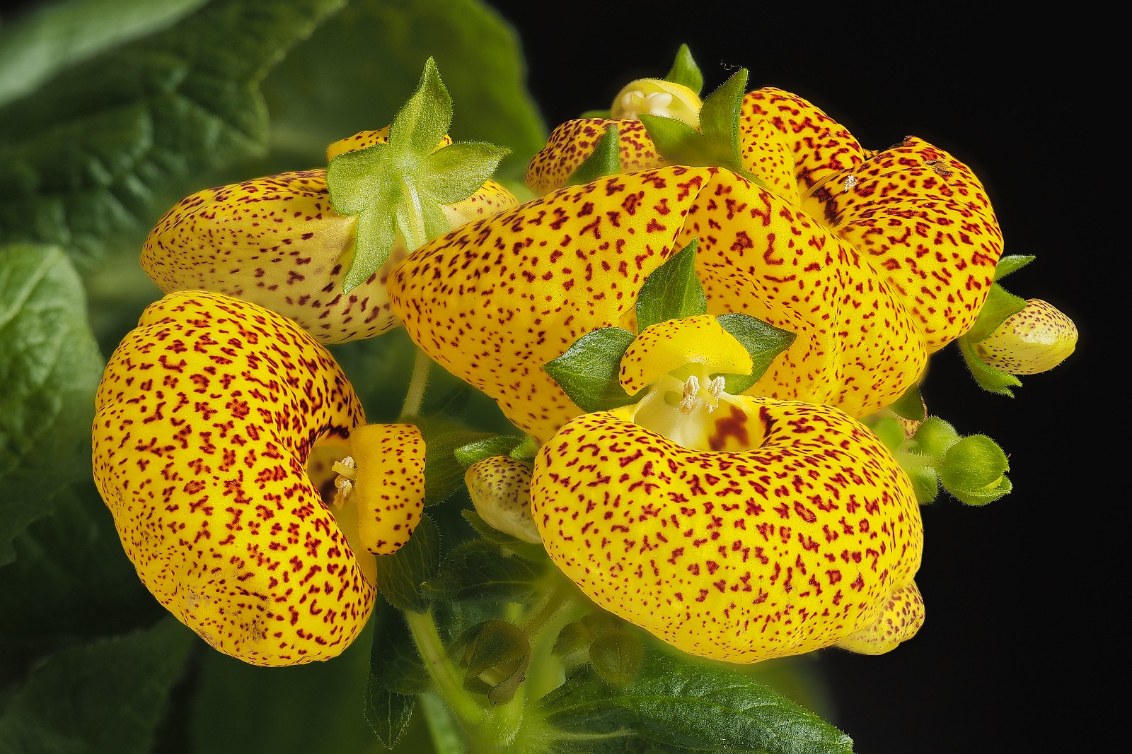 Nazwa:  Calceolaria000320-37e.jpg
Wyświetleń: 93
Rozmiar:  538,5 KB