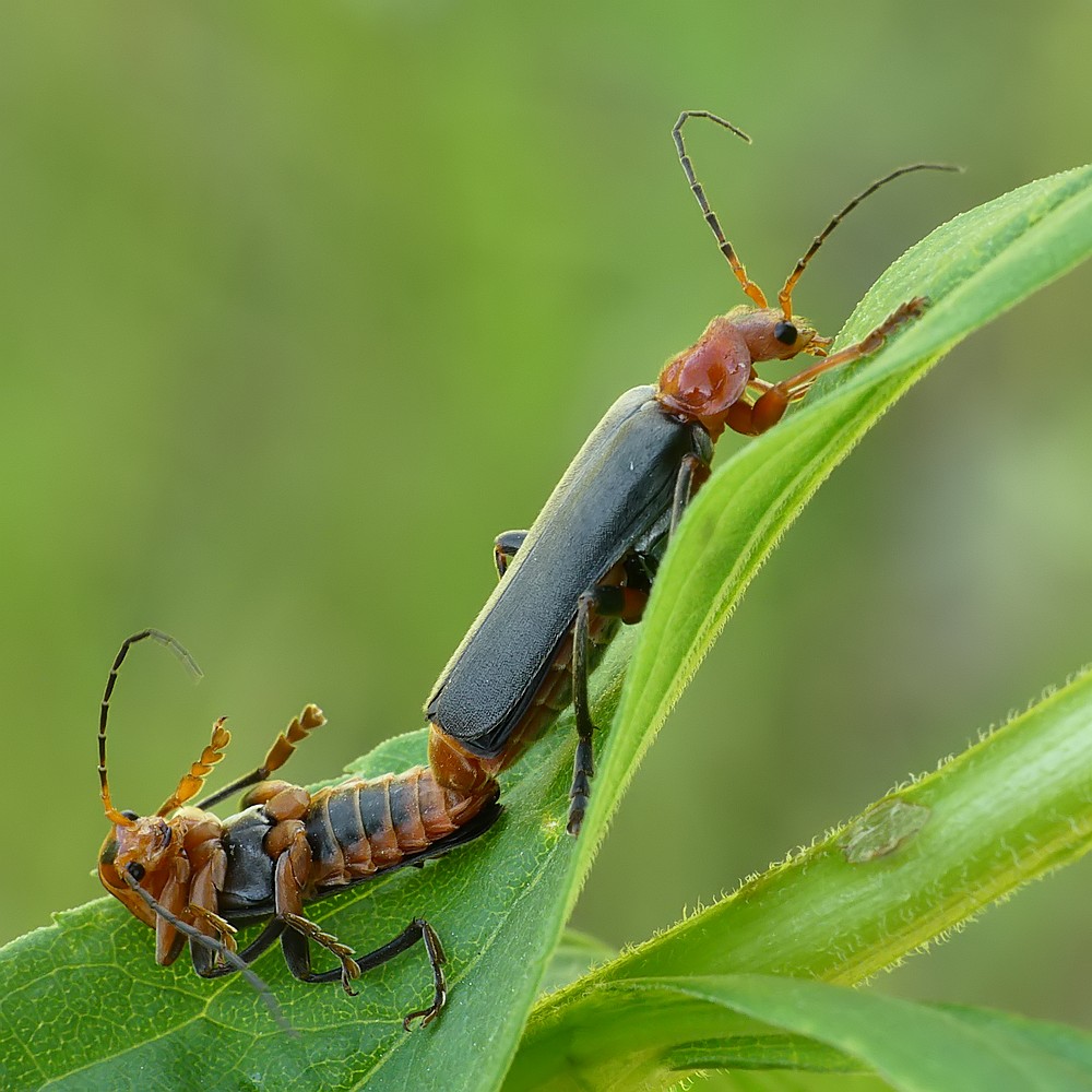 Nazwa:  omomilki87910cf.jpg
Wyświetleń: 141
Rozmiar:  175,2 KB