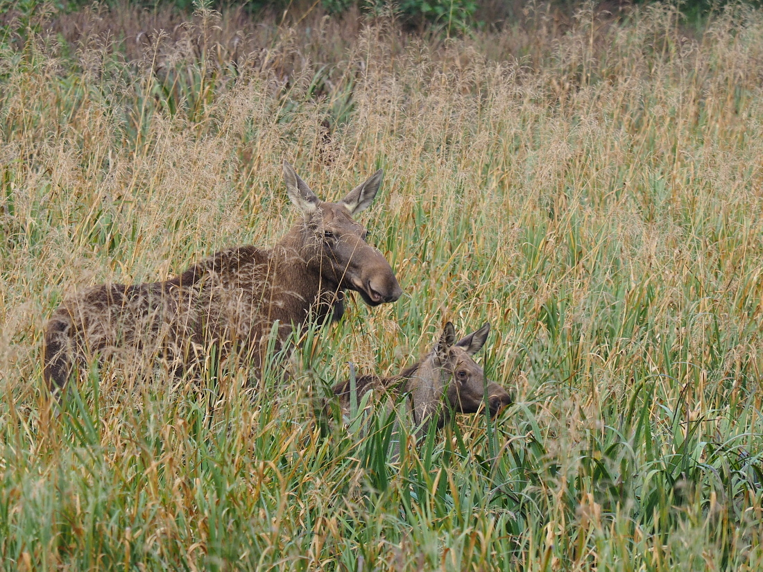 Nazwa:  P9080737_1.jpg
Wyświetleń: 273
Rozmiar:  805,6 KB