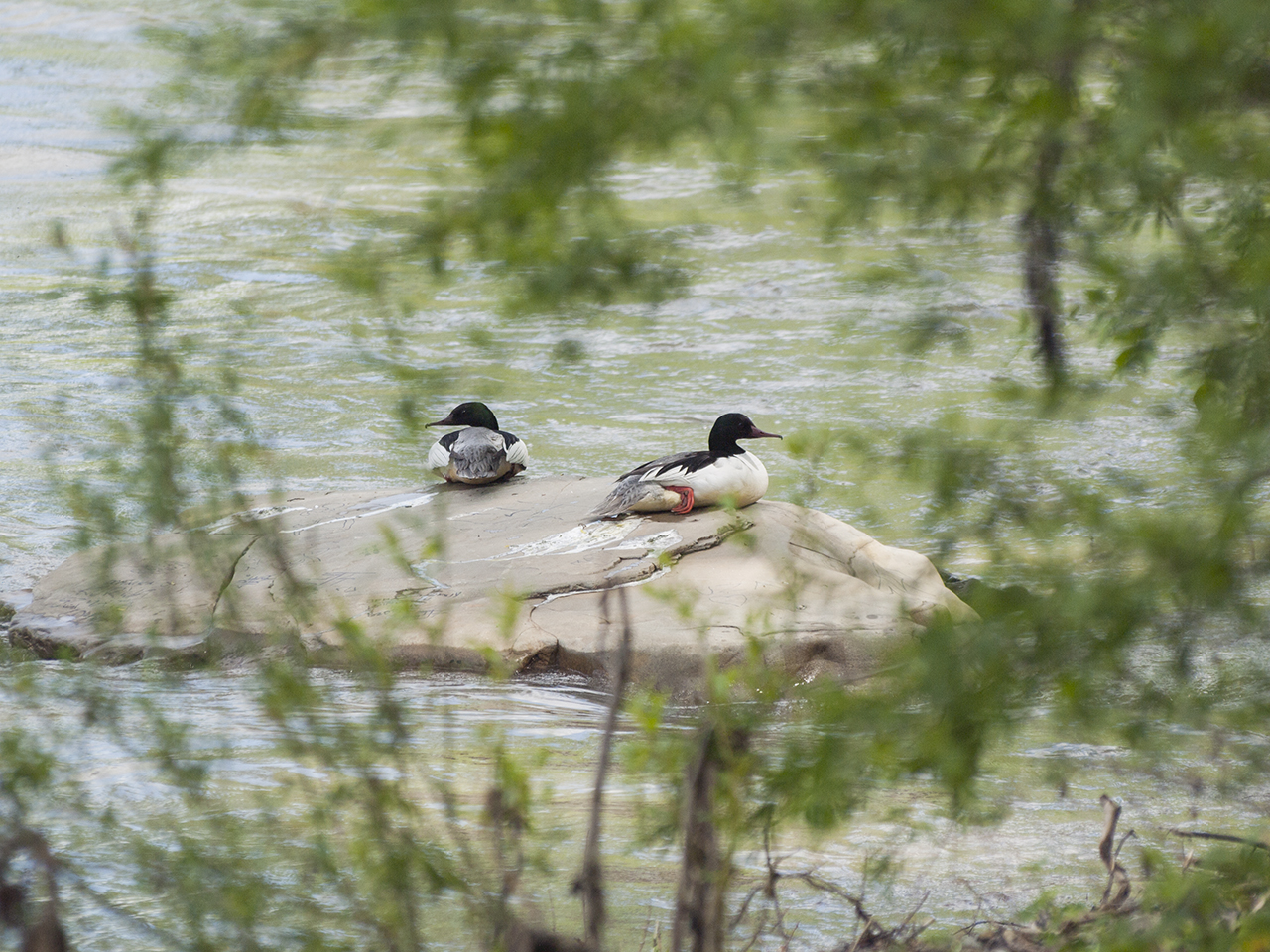 Kliknij obrazek, aby uzyskać większą wersję

Nazwa:	p1490182.jpg
Wyświetleń:	135
Rozmiar:	1,02 MB
ID:	190821