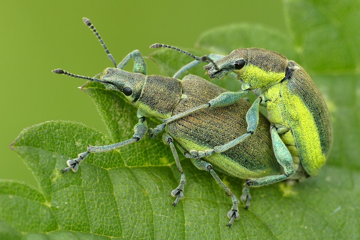 Nazwa:  zielenczaki91066cf.jpg
Wyświetleń: 173
Rozmiar:  282,1 KB