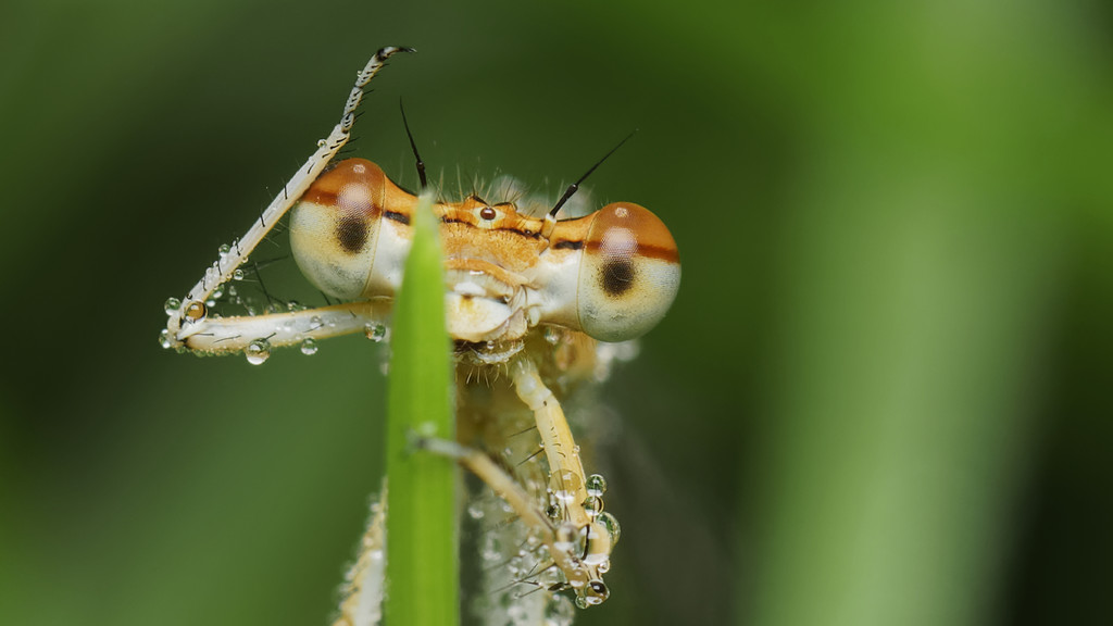 Kliknij obrazek, aby uzyskać większą wersję

Nazwa:	Macro_02__L04.jpg
Wyświetleń:	588
Rozmiar:	78,8 KB
ID:	226594