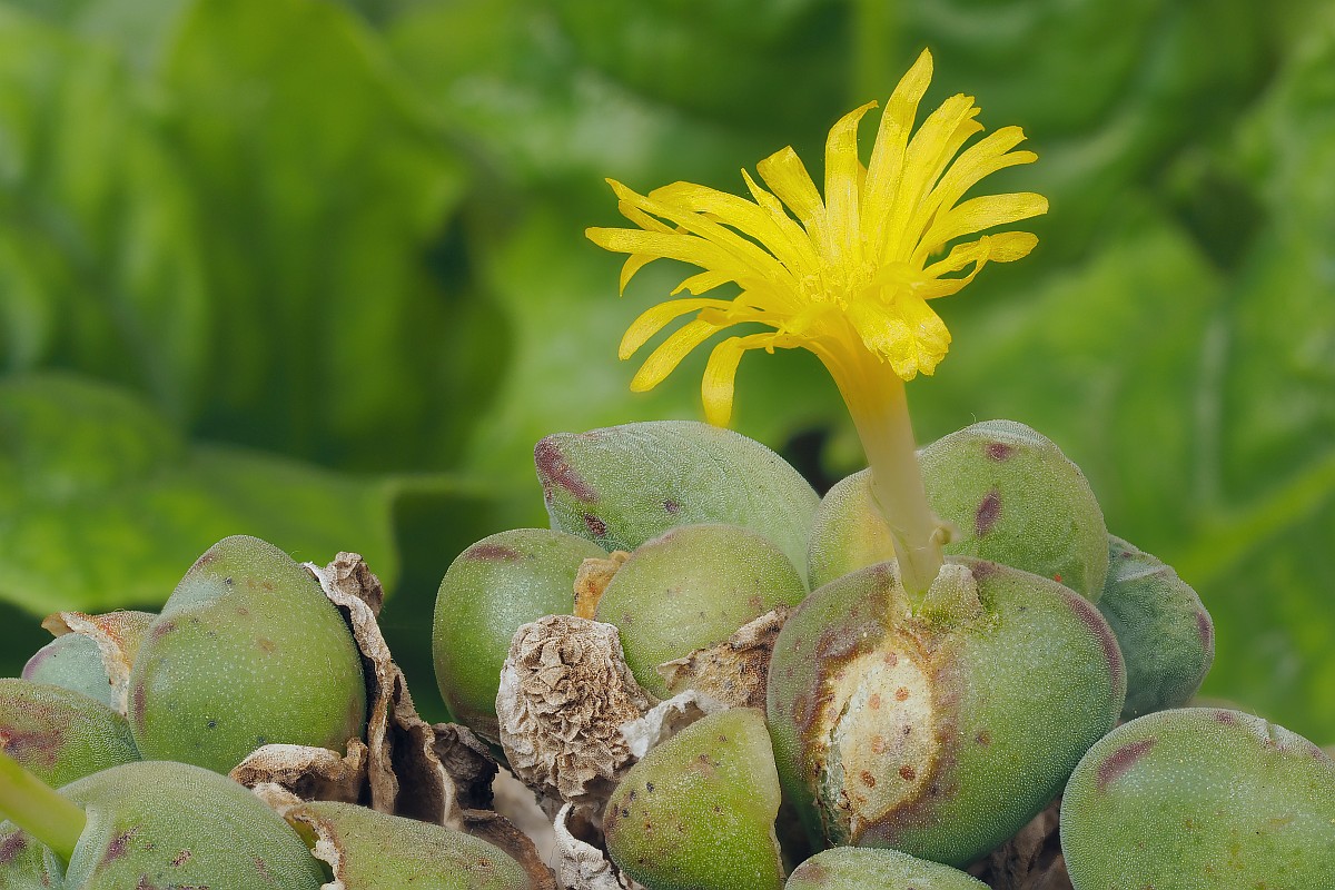 Nazwa:  Conophytum34789-802e.jpg
Wyświetleń: 191
Rozmiar:  263,6 KB