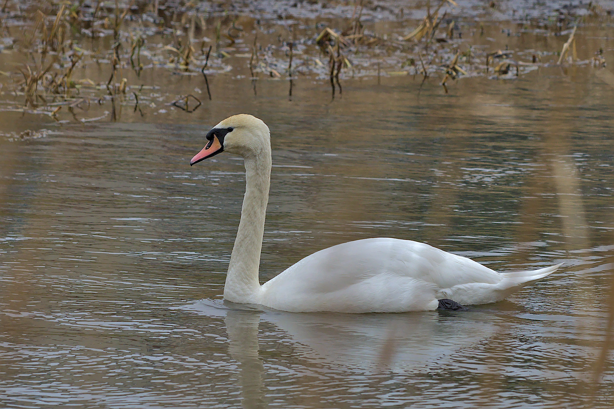 Nazwa:  P2251147.jpg
Wyświetleń: 150
Rozmiar:  679,2 KB