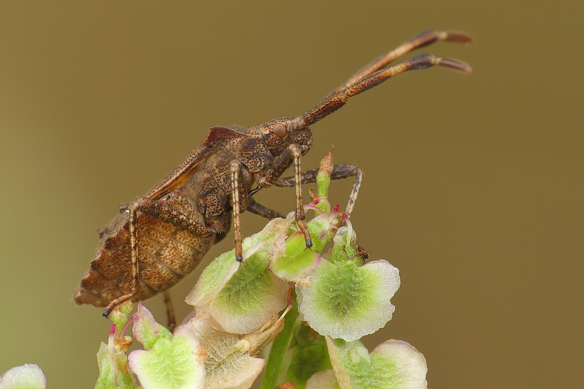 Kliknij obrazek, aby uzyskać większą wersję

Nazwa:	macro09.jpg
Wyświetleń:	425
Rozmiar:	137,0 KB
ID:	224802