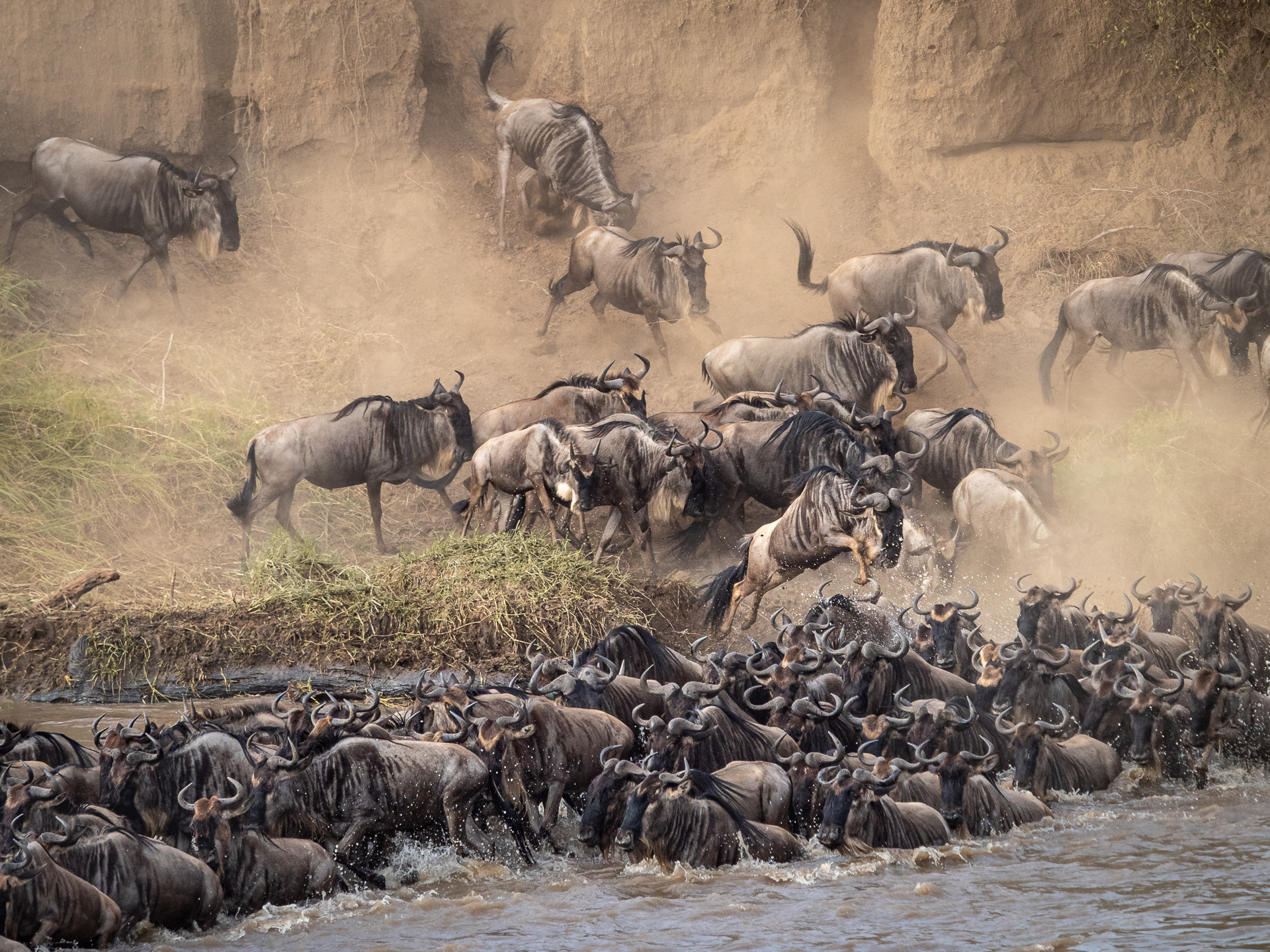 Nazwa:  20190815_Wildebeests_crossing_Mara_River_001.jpg
Wyświetleń: 158
Rozmiar:  1,58 MB