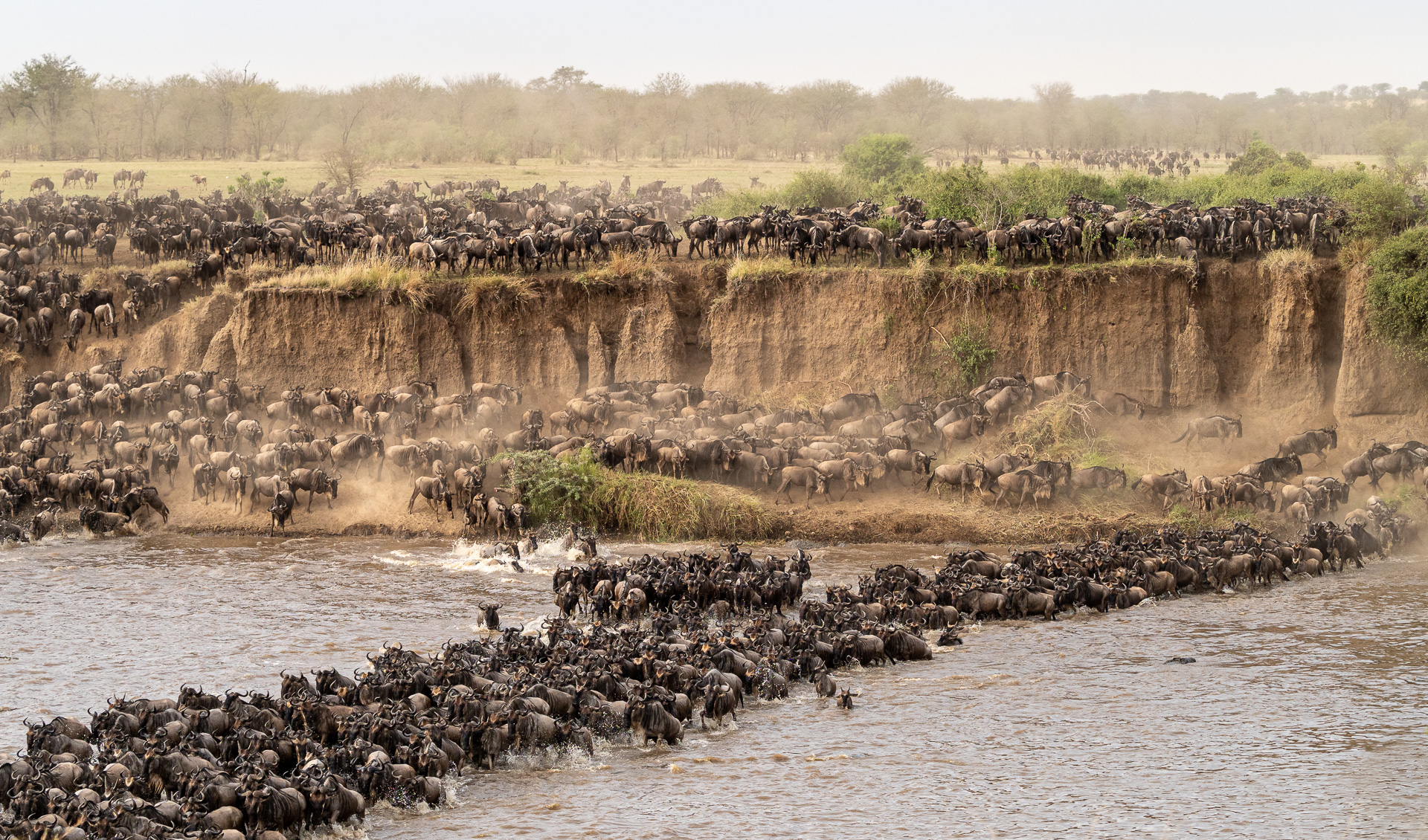 Nazwa:  20190815_Wildebeests_crossing_Mara_River_002.jpg
Wyświetleń: 145
Rozmiar:  1,28 MB