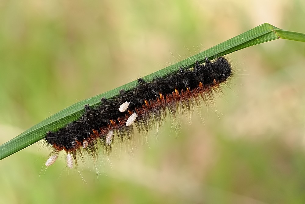 Nazwa:  gasienica26245lf.jpg
Wyświetleń: 136
Rozmiar:  111,6 KB