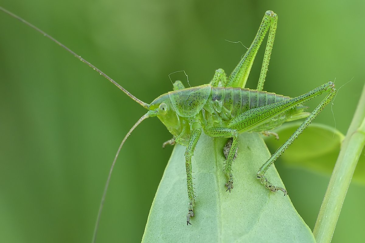 Nazwa:  dlugoskrzydlak79726cf.jpg
Wyświetleń: 126
Rozmiar:  108,6 KB