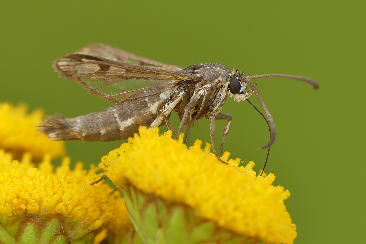 Nazwa:  przeziernik124471cf.jpg
Wyświetleń: 77
Rozmiar:  124,7 KB