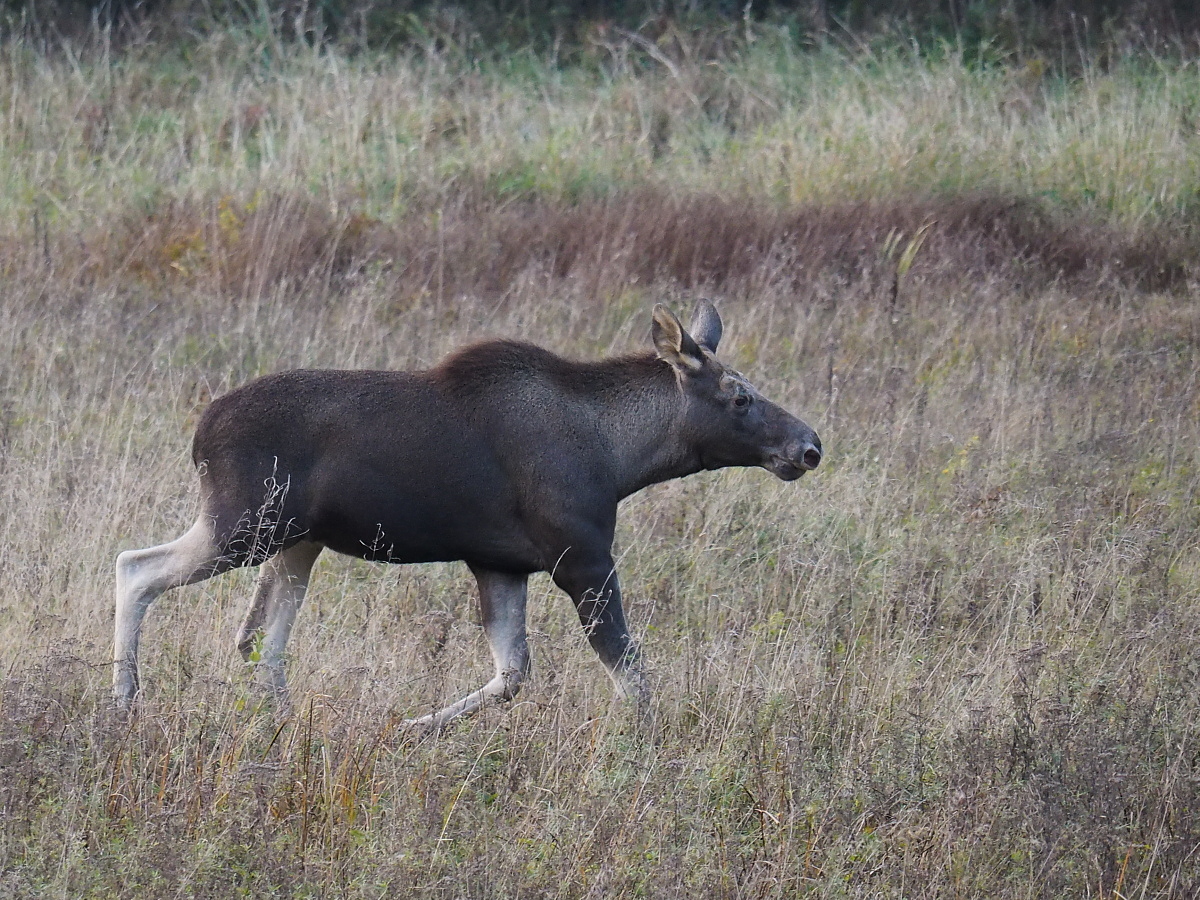 Nazwa:  PA070369_1.jpg
Wyświetleń: 273
Rozmiar:  768,6 KB