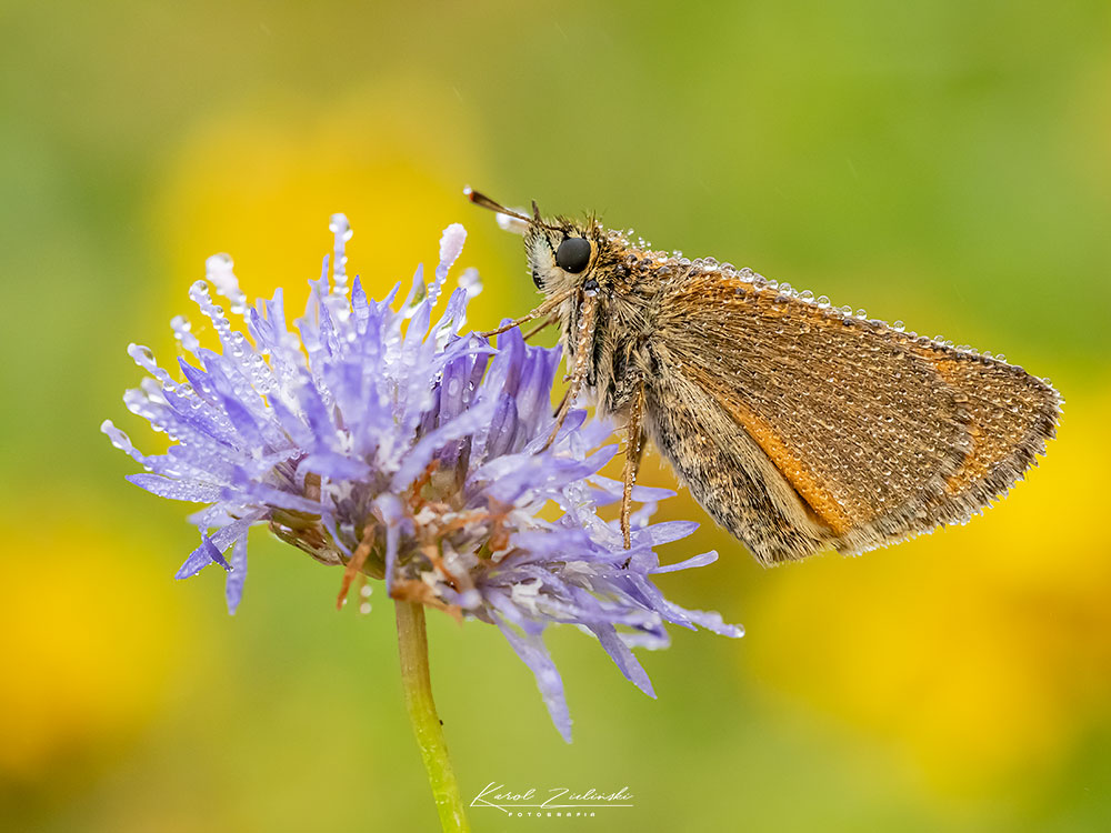 Nazwa:  motyl1a.jpg
Wyświetleń: 87
Rozmiar:  137,0 KB