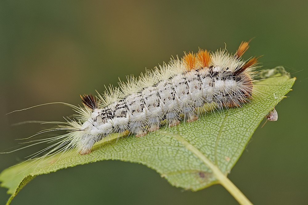 Nazwa:  gasienica29275lf.jpg
Wyświetleń: 156
Rozmiar:  145,3 KB