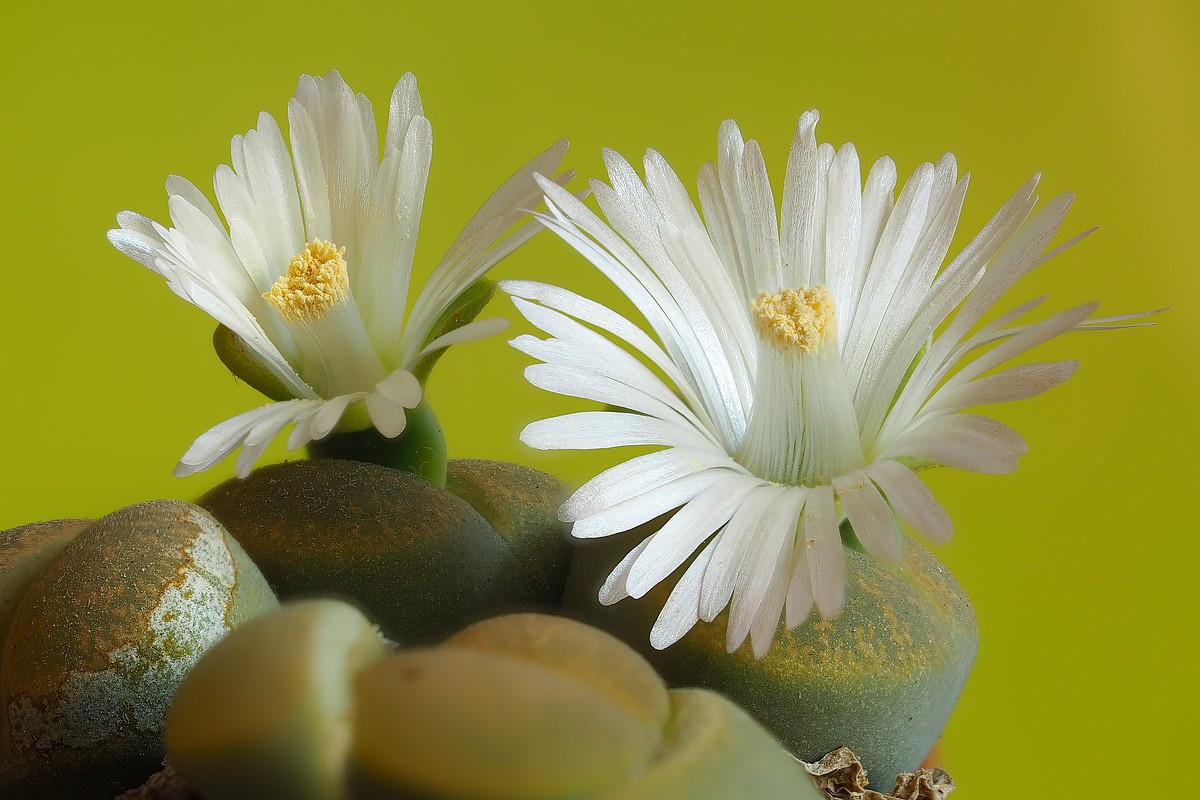 Nazwa:  Lithops stack OL06027-45.jpg
Wyświetleń: 113
Rozmiar:  192,0 KB