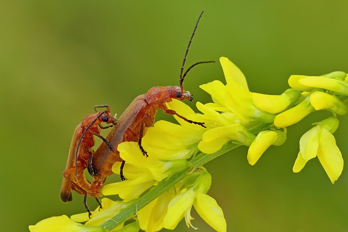 Nazwa:  zmieki39125cf.jpg
Wyświetleń: 158
Rozmiar:  99,9 KB