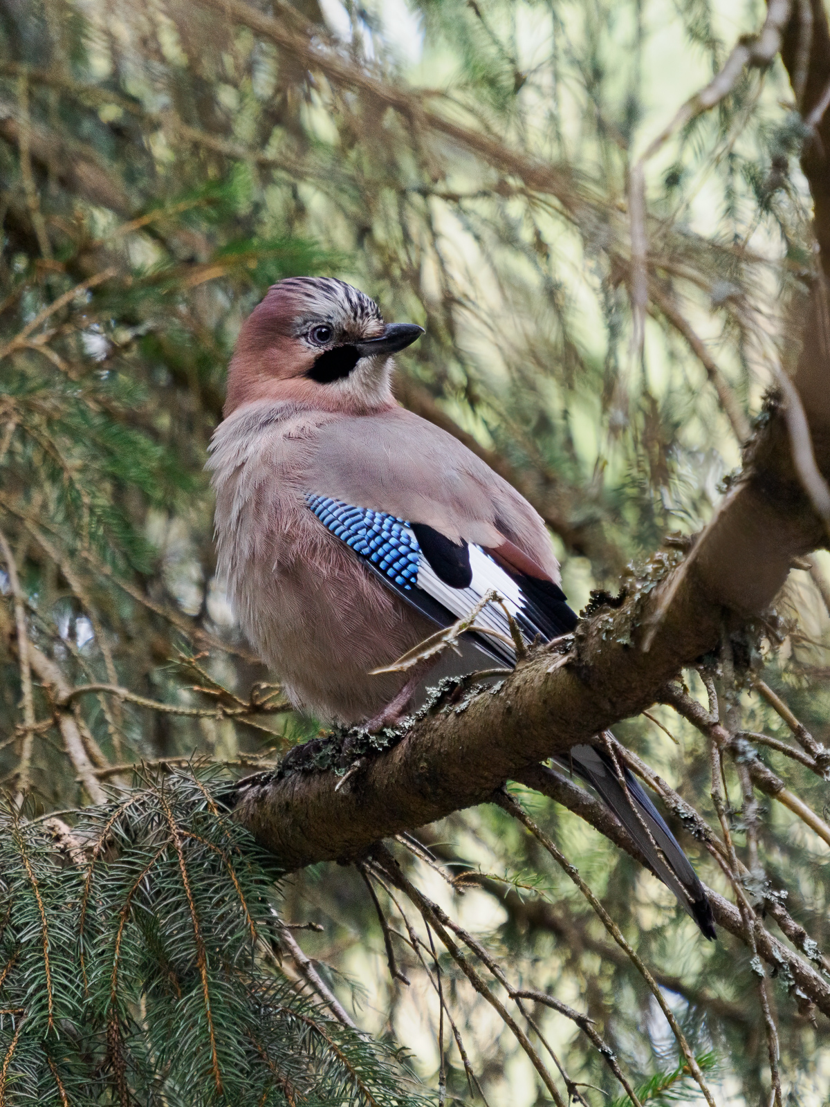 Nazwa:  Garrulus glandarius - Sójka zwyczajna - 20240329_142209_1600.jpg
Wyświetleń: 54
Rozmiar:  1,25 MB