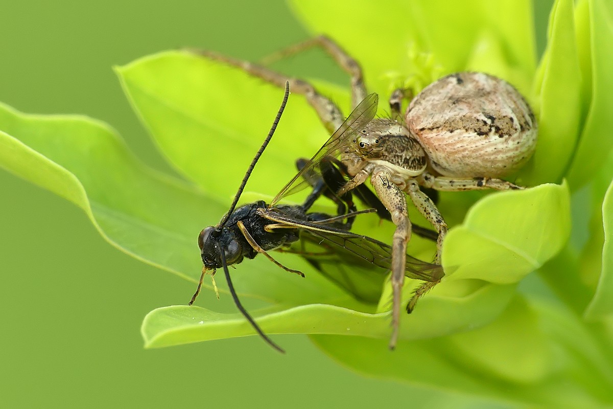 Nazwa:  bokochod85301cf.jpg
Wyświetleń: 108
Rozmiar:  149,5 KB