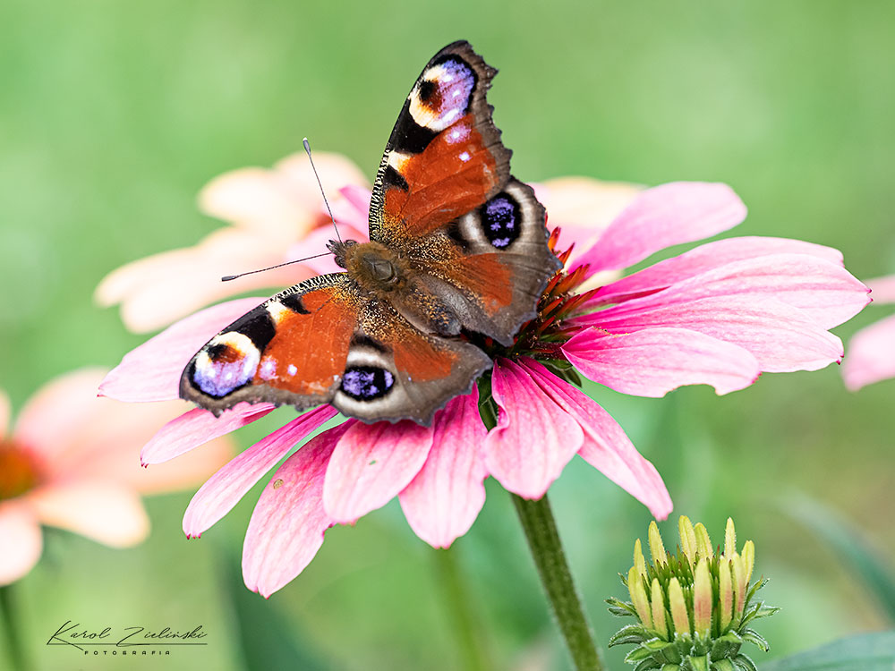 Nazwa:  motyl2a.jpg
Wyświetleń: 76
Rozmiar:  135,1 KB