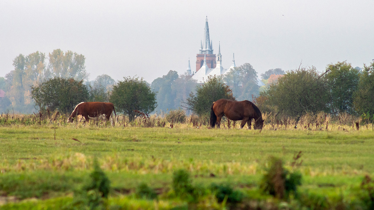 Nazwa:  PA213098.jpg
Wyświetleń: 103
Rozmiar:  268,7 KB