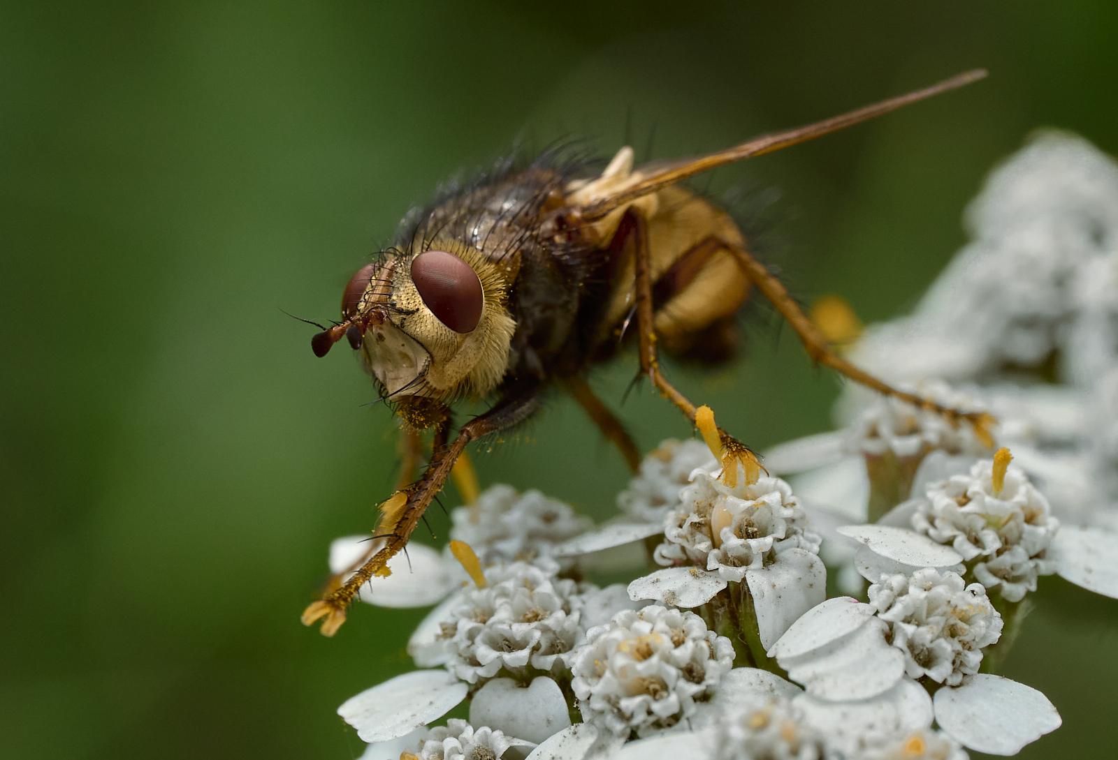 Nazwa:  Tachina fera - Rączyca rdzawa - 20230903_125715 4.jpg
Wyświetleń: 84
Rozmiar:  1,23 MB