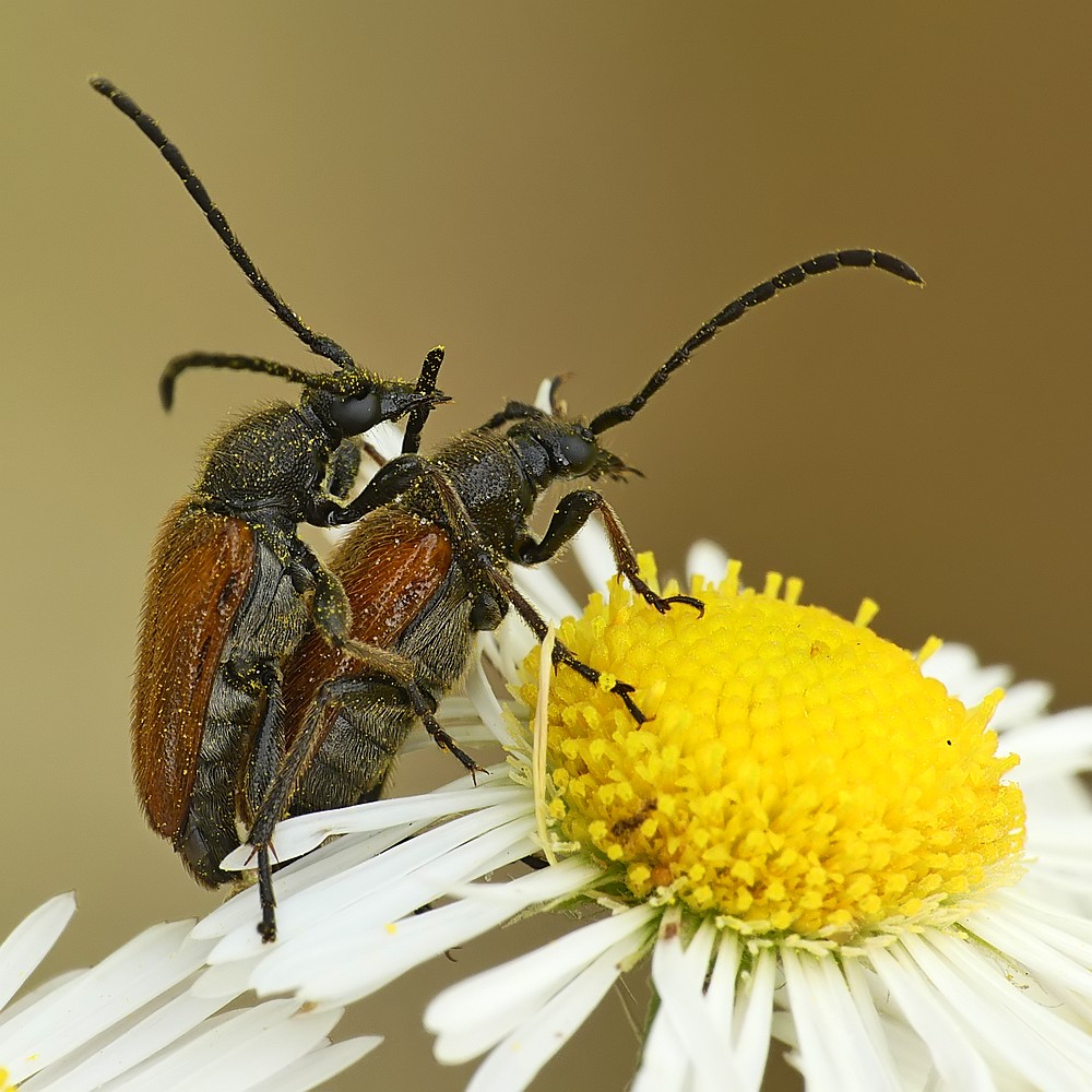 Nazwa:  zmorszniki35602cf.jpg
Wyświetleń: 109
Rozmiar:  201,4 KB