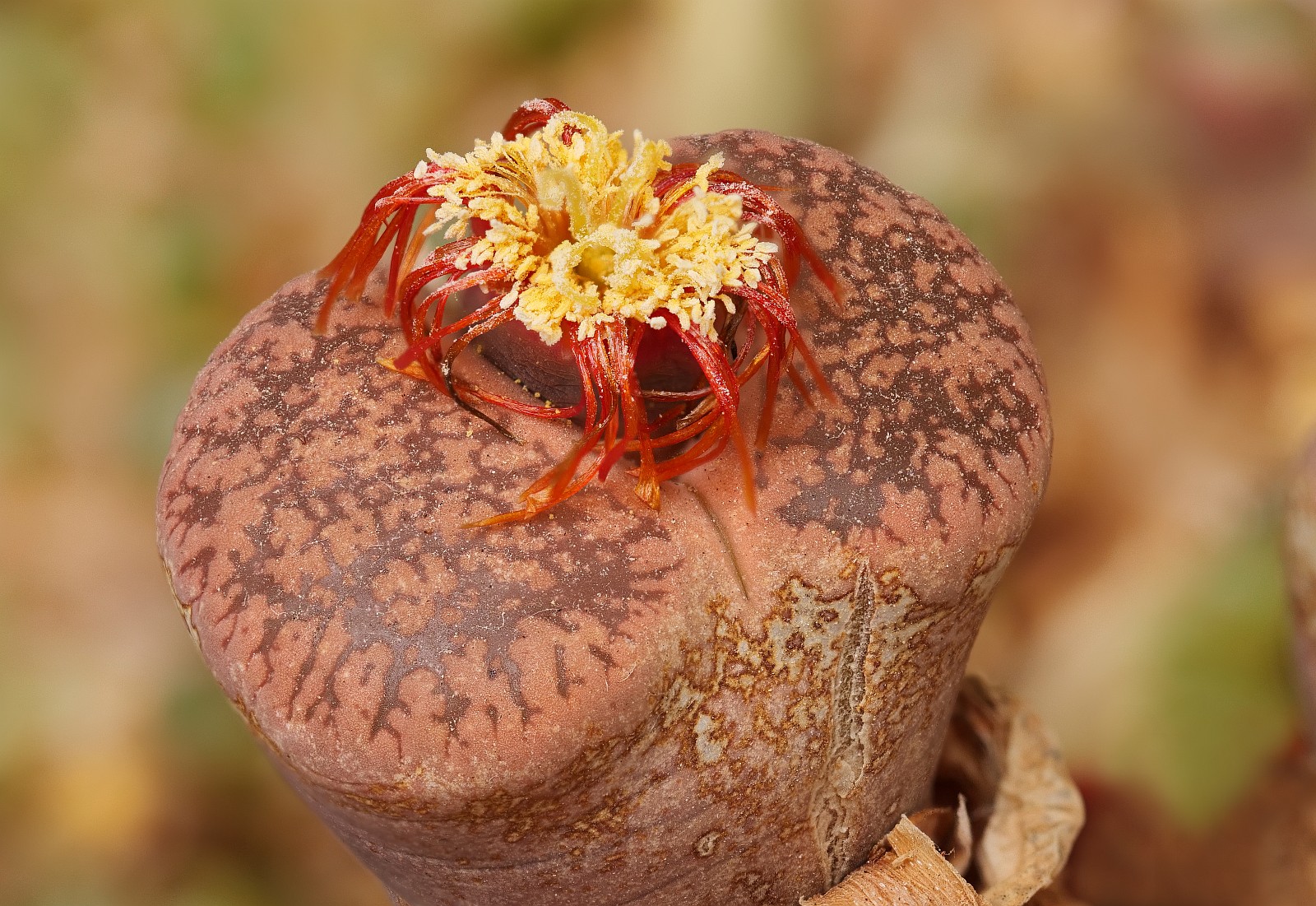 Nazwa:  Lithops294351-68d.jpg
Wyświetleń: 124
Rozmiar:  528,3 KB