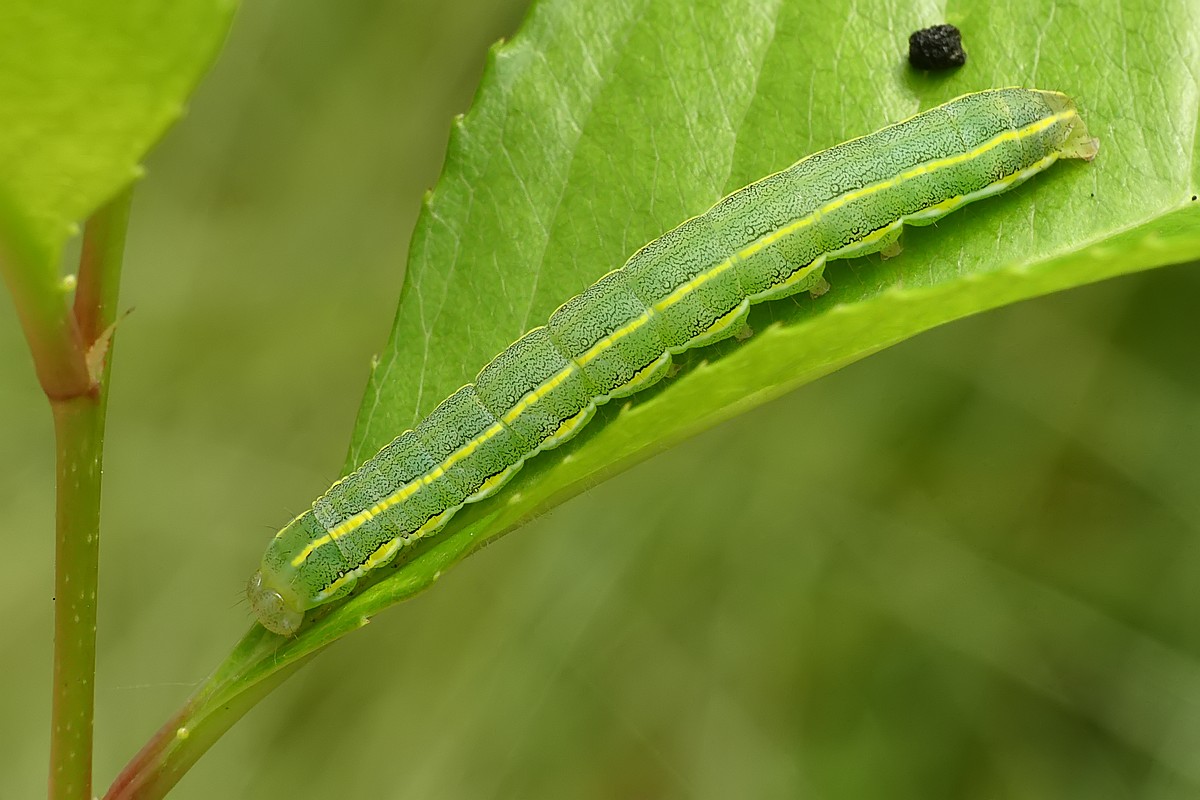 Nazwa:  gasienica33903cf.jpg
Wyświetleń: 179
Rozmiar:  158,8 KB