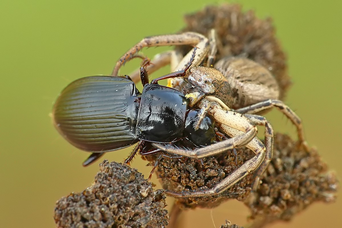 Nazwa:  bokochod63695cf.jpg
Wyświetleń: 168
Rozmiar:  212,7 KB